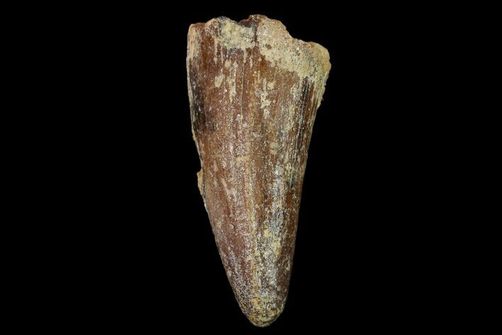 Cretaceous Fossil Crocodile Tooth - Morocco #140612